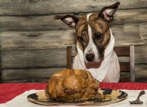 Cães podem comer peru? O que você precisa saber!