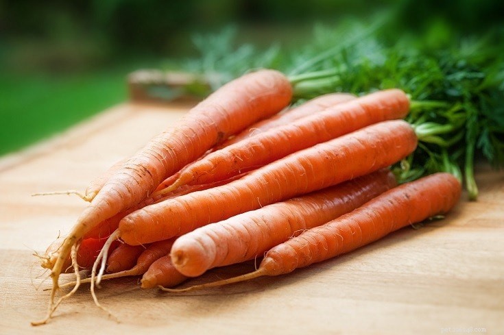 Могут ли собаки есть морковь? Что вам нужно знать!