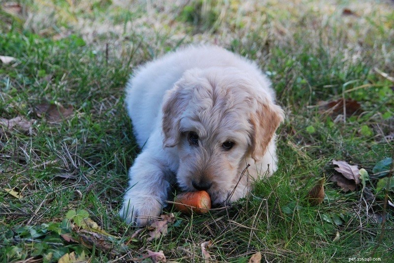 Můžou psi jíst mrkev? Co potřebujete vědět!