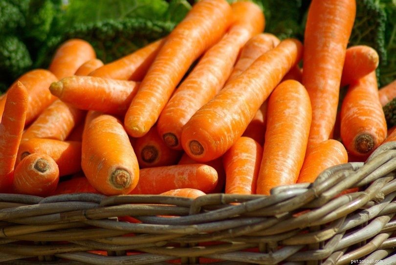 Os cães podem comer cenouras? O que você precisa saber!