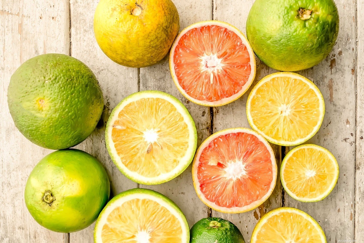 Kan hundar äta citrusfrukter? Vad du behöver veta!