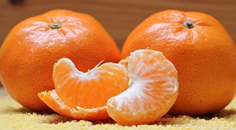 犬は柑橘系の果物を食べることができますか？あなたが知る必要があること！ 