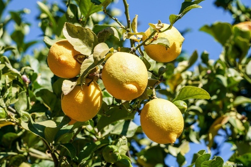 Kunnen honden citrusvruchten eten? Wat u moet weten!