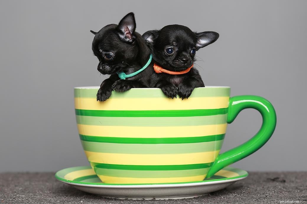 19 races populaires de chiens de tasse de thé (avec photos)