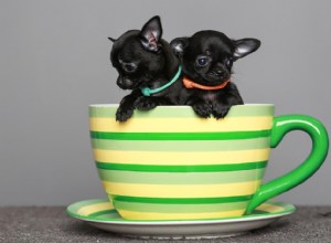 19 races populaires de chiens de tasse de thé (avec photos)