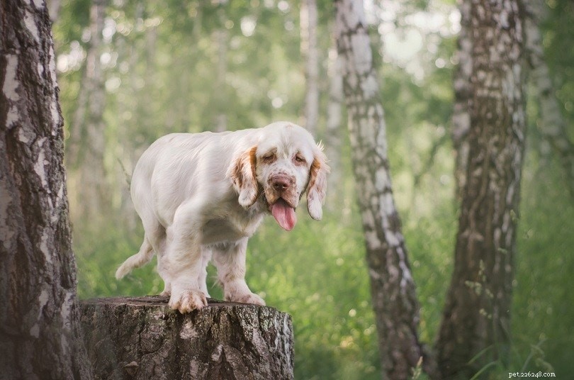 15 razze di cani calmi che amano rilassarsi (con immagini)