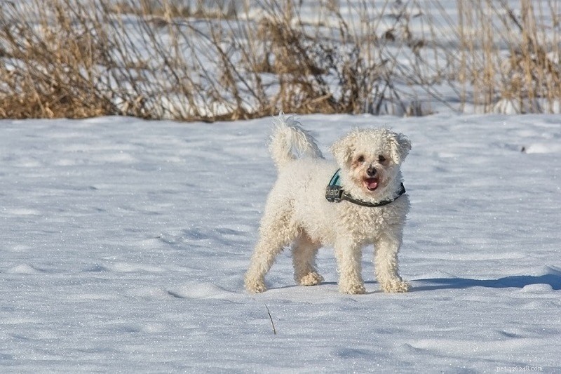 15 klidných psích plemen, která milují chlad (s obrázky)