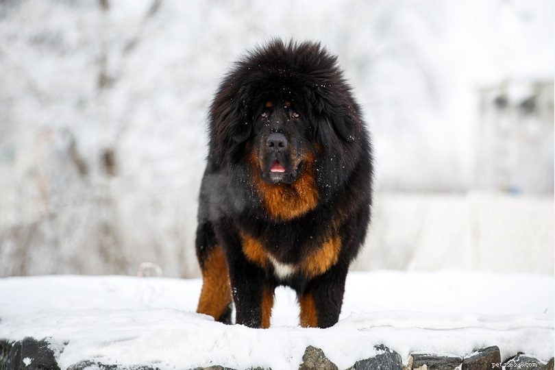15 klidných psích plemen, která milují chlad (s obrázky)