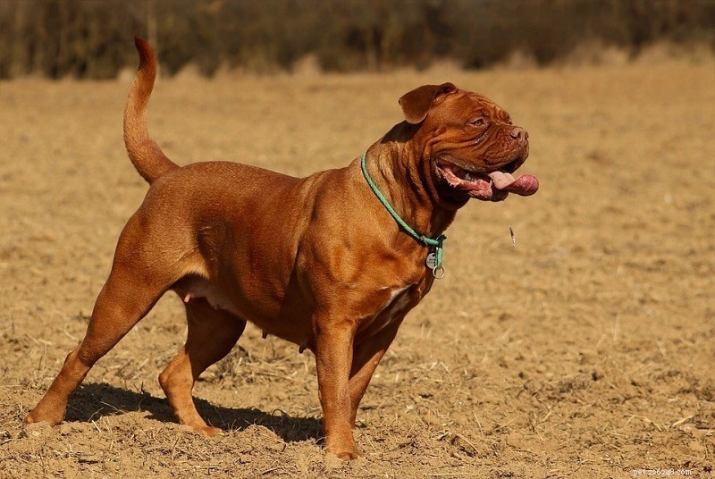 15 races de chiens calmes qui aiment se détendre (avec photos)