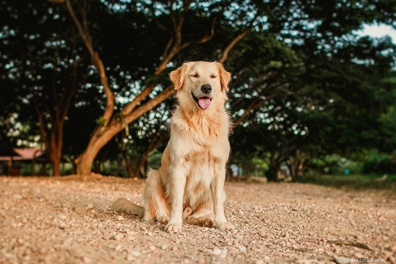 15 nejmilovanějších plemen psů (s obrázky)