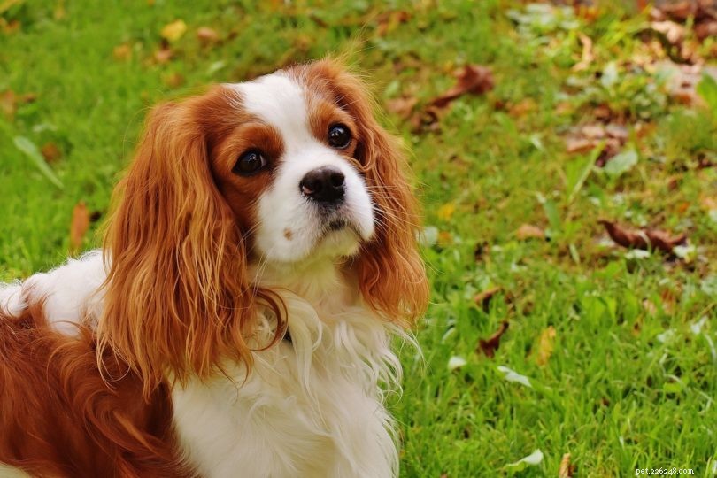 15 mest tillgivna hundraser (med bilder)