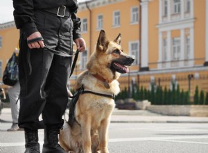 12 meilleures races de chiens policiers qui aident les forces de l ordre (avec photos)
