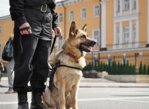 12 melhores raças de cães policiais que ajudam a aplicação da lei (com fotos)