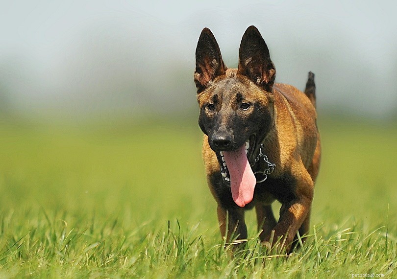 12 melhores raças de cães policiais que ajudam a aplicação da lei (com fotos)