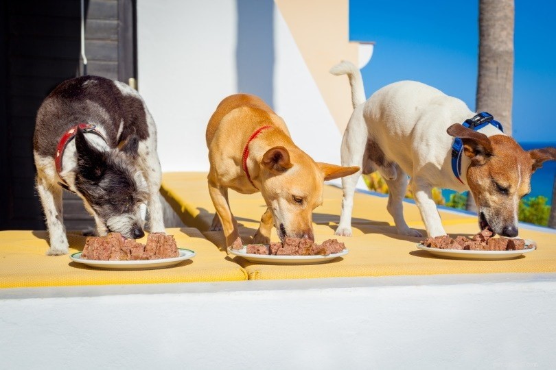 犬用醸造用酵母：利点、用途、および副作用