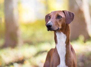 13 races de chiens africains (avec photos)