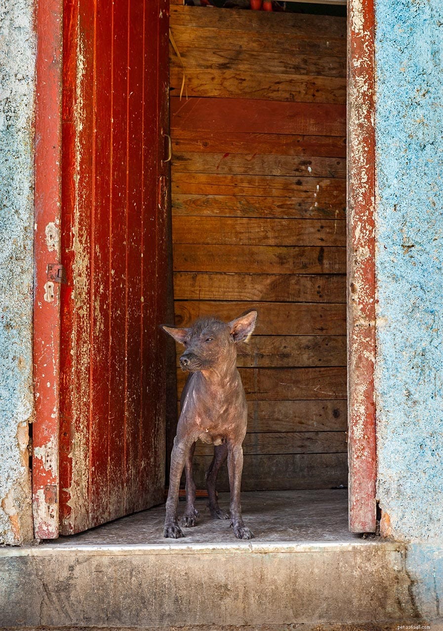 13 afrikanska hundraser (med bilder)