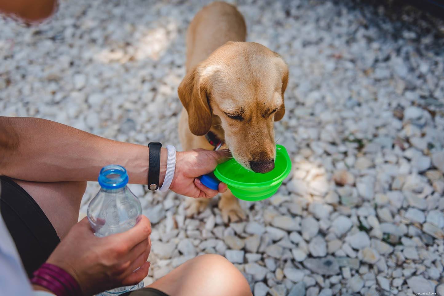 Hoeveel water heeft een hond nodig? Wat u moet weten!