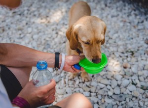 犬はどのくらいの水を必要としますか？あなたが知る必要があること！ 