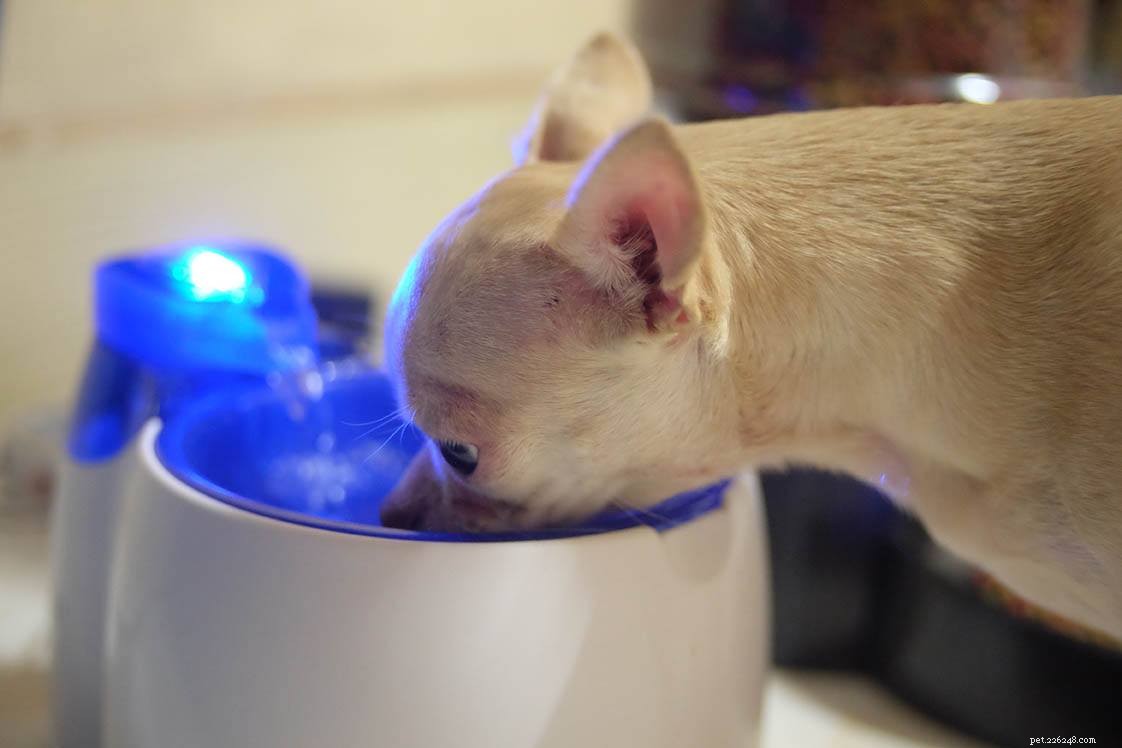 Сколько воды нужно собаке? Что вам нужно знать!