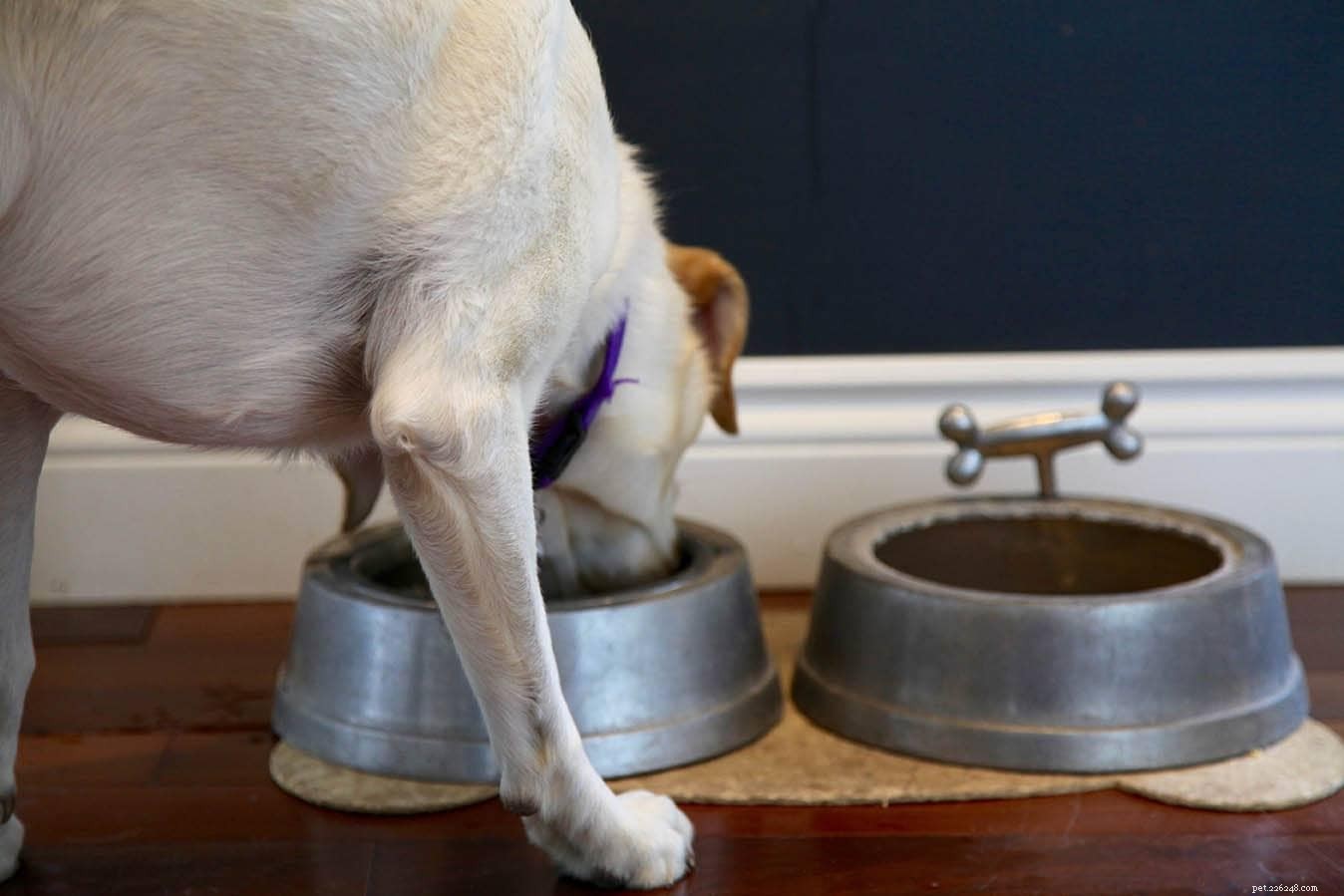 Quanta acqua ha bisogno un cane? Cosa devi sapere!