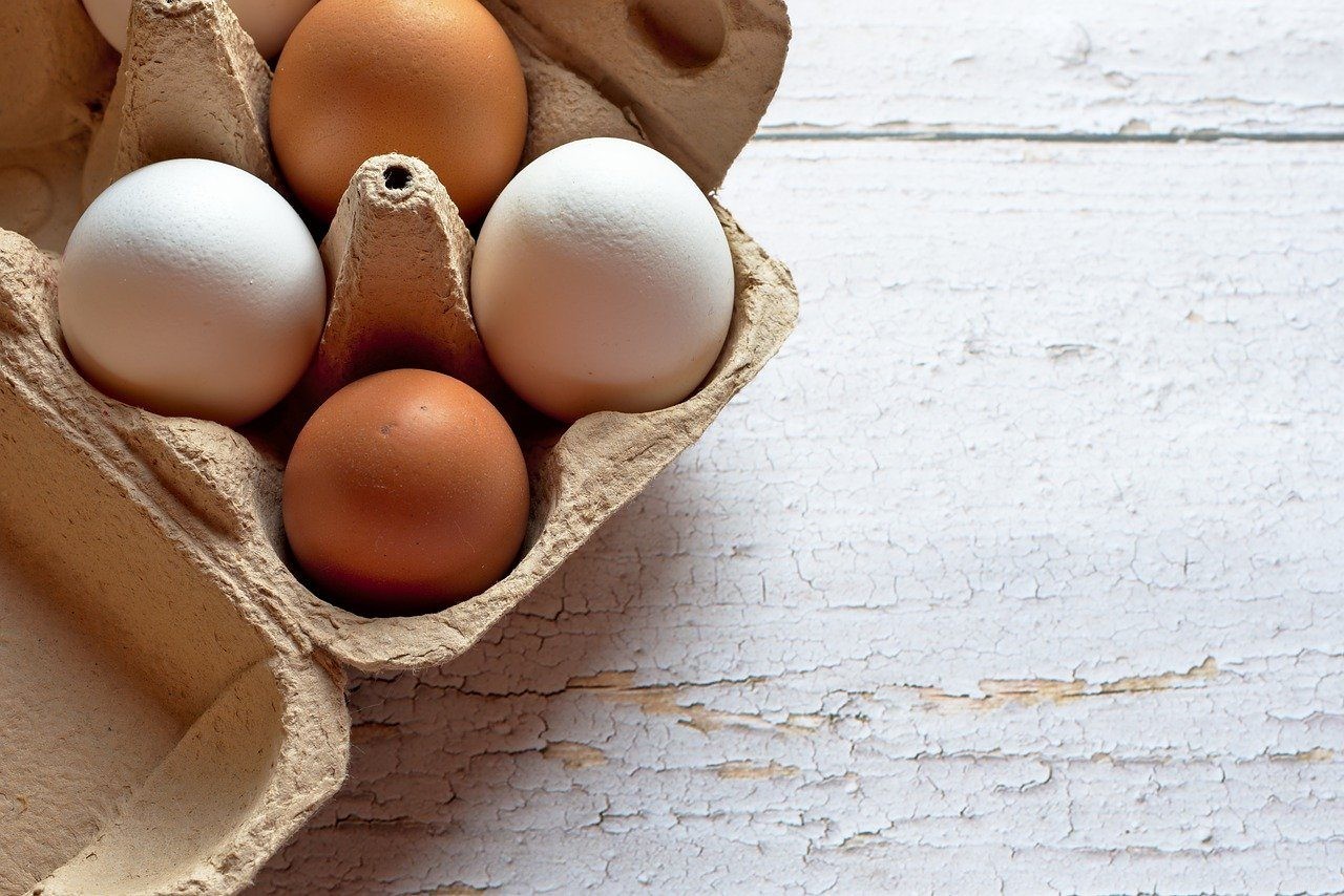 Můžou psi jíst vejce? Co potřebujete vědět!