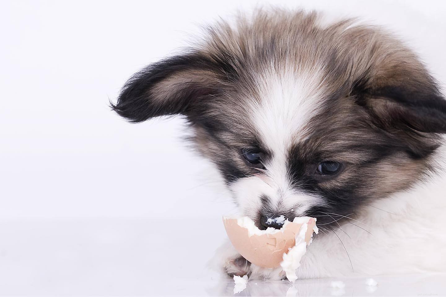 Můžou psi jíst vejce? Co potřebujete vědět!