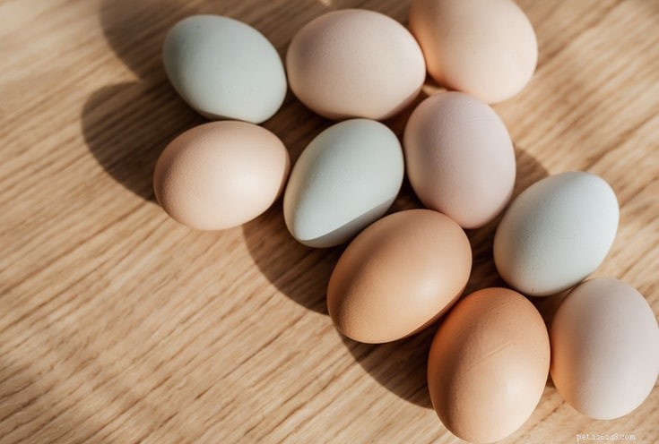 Kan hundar äta ägg? Vad du behöver veta!