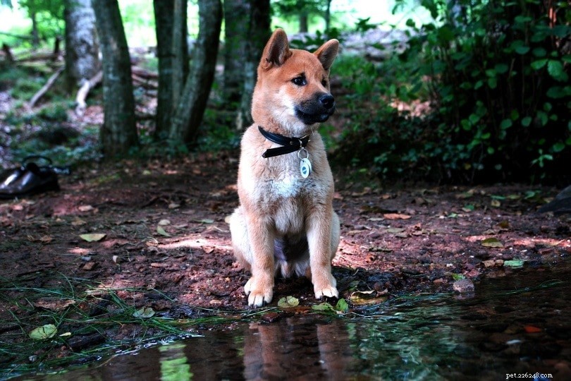 17 tichých psích plemen, která moc neštěkají (s obrázky)