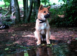 あまり吠えない17の静かな犬種（写真付き） 