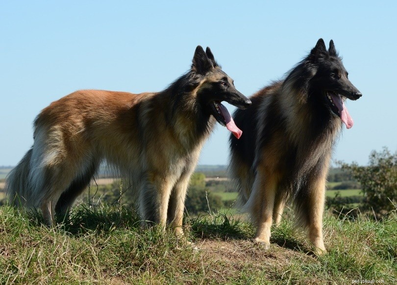 9つのベルギーの犬の品種（写真付き） 