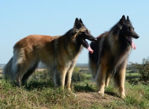 9つのベルギーの犬の品種（写真付き） 