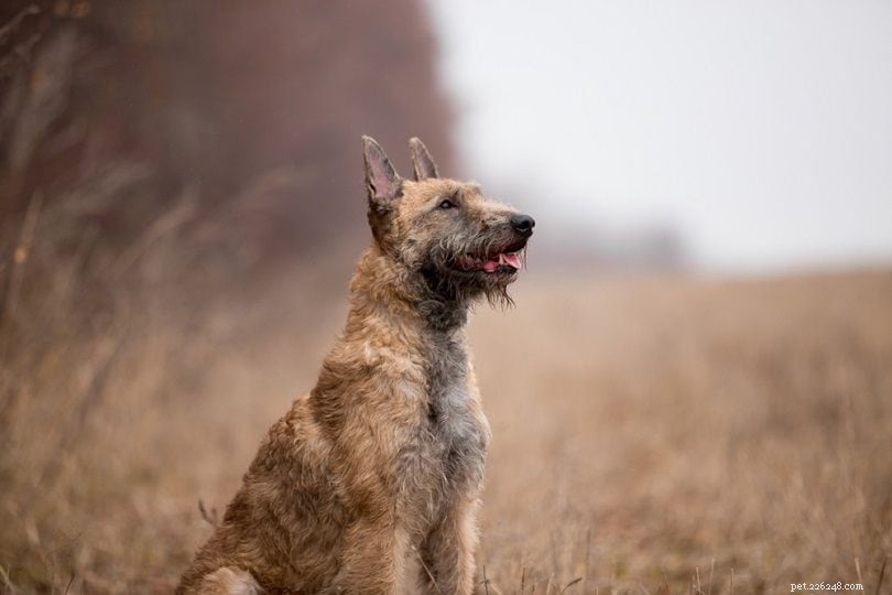 9 бельгийских пород собак (с иллюстрациями)