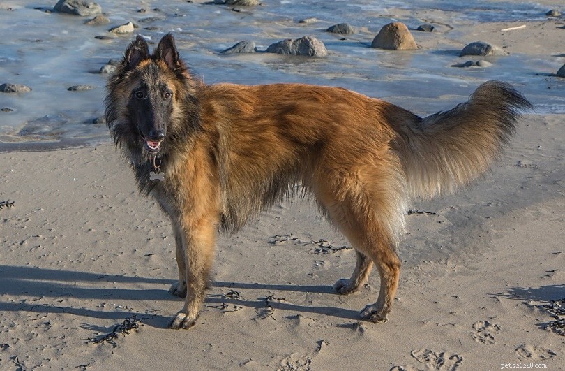 9 races de chiens belges (avec photos)