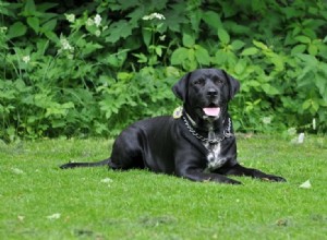 知る価値のある10のスポーツ犬の品種（写真付き） 