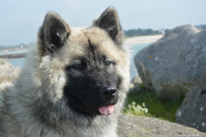 10 races de chiens scandinaves (avec photos)