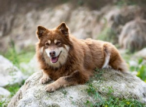 10 raças de cães escandinavos (com fotos)