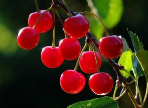 Les chiens peuvent-ils manger des cerises ? Ce que vous devez savoir