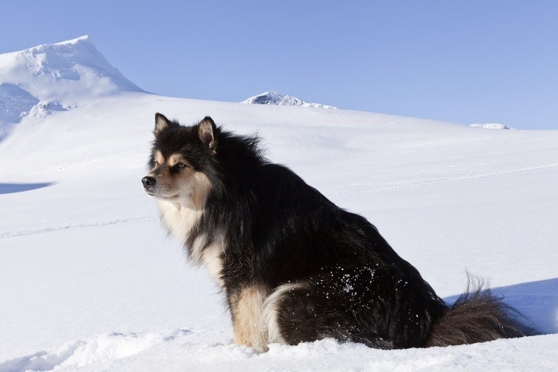 10 raças de cães escandinavos (com fotos)