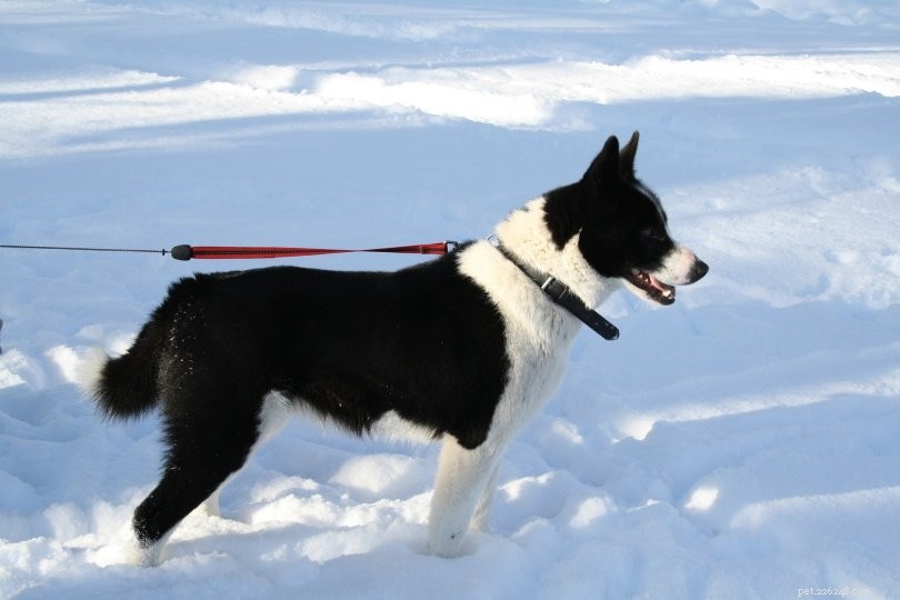 10 races de chiens scandinaves (avec photos)