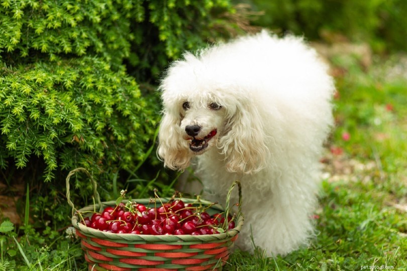 Můžou psi jíst třešně? Co potřebujete vědět