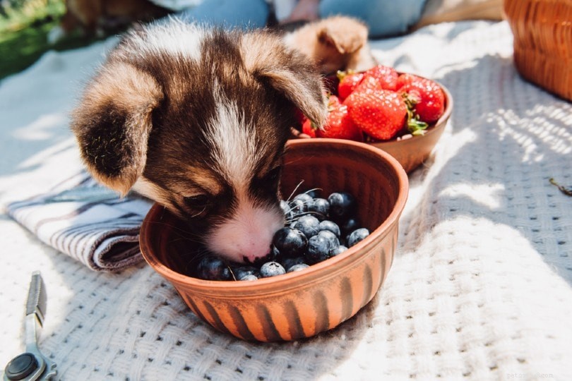 Můžou psi jíst borůvky? Co potřebujete vědět