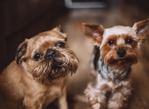 Quais raças de cães estão na classe AKC Toy Group?