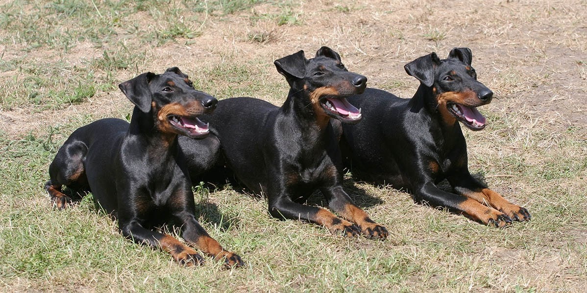 Quali razze di cani sono nella classe del gruppo di giocattoli AKC?