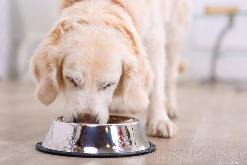 Les chiens peuvent-ils manger du chou frisé ? Ce que vous devez savoir !