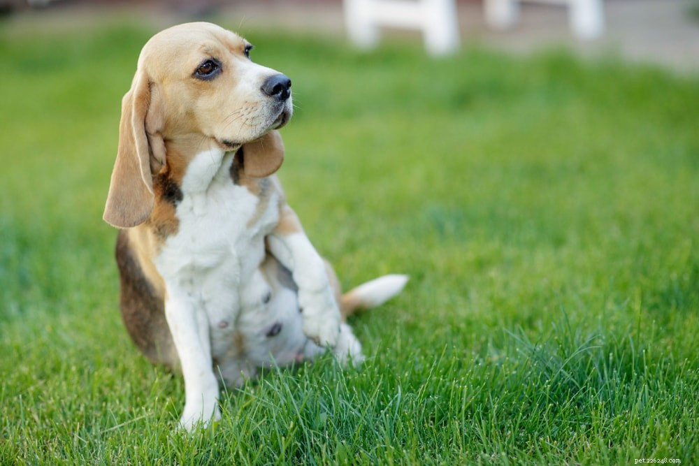 Kan hundar äta fänkål? Är fänkål säkert för hundar?