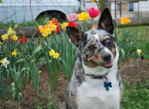 17 raças de cães Merle (com fotos)