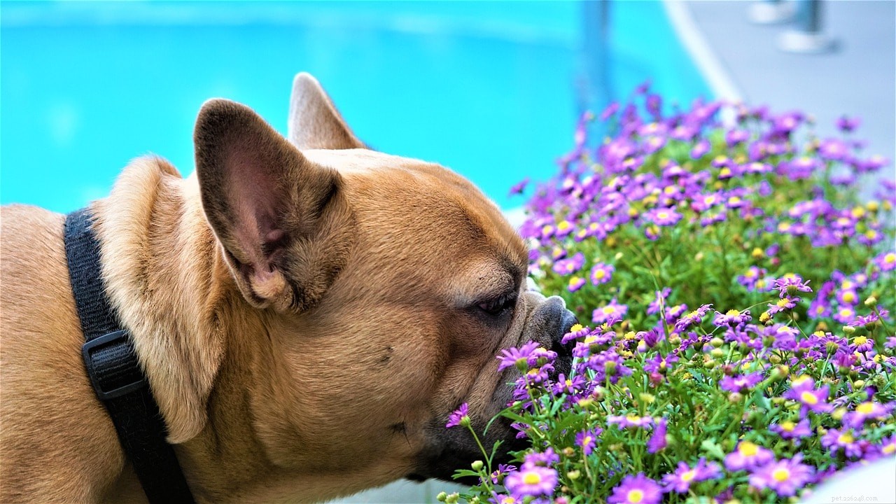 12 conseils pour construire un jardin adapté aux chiens