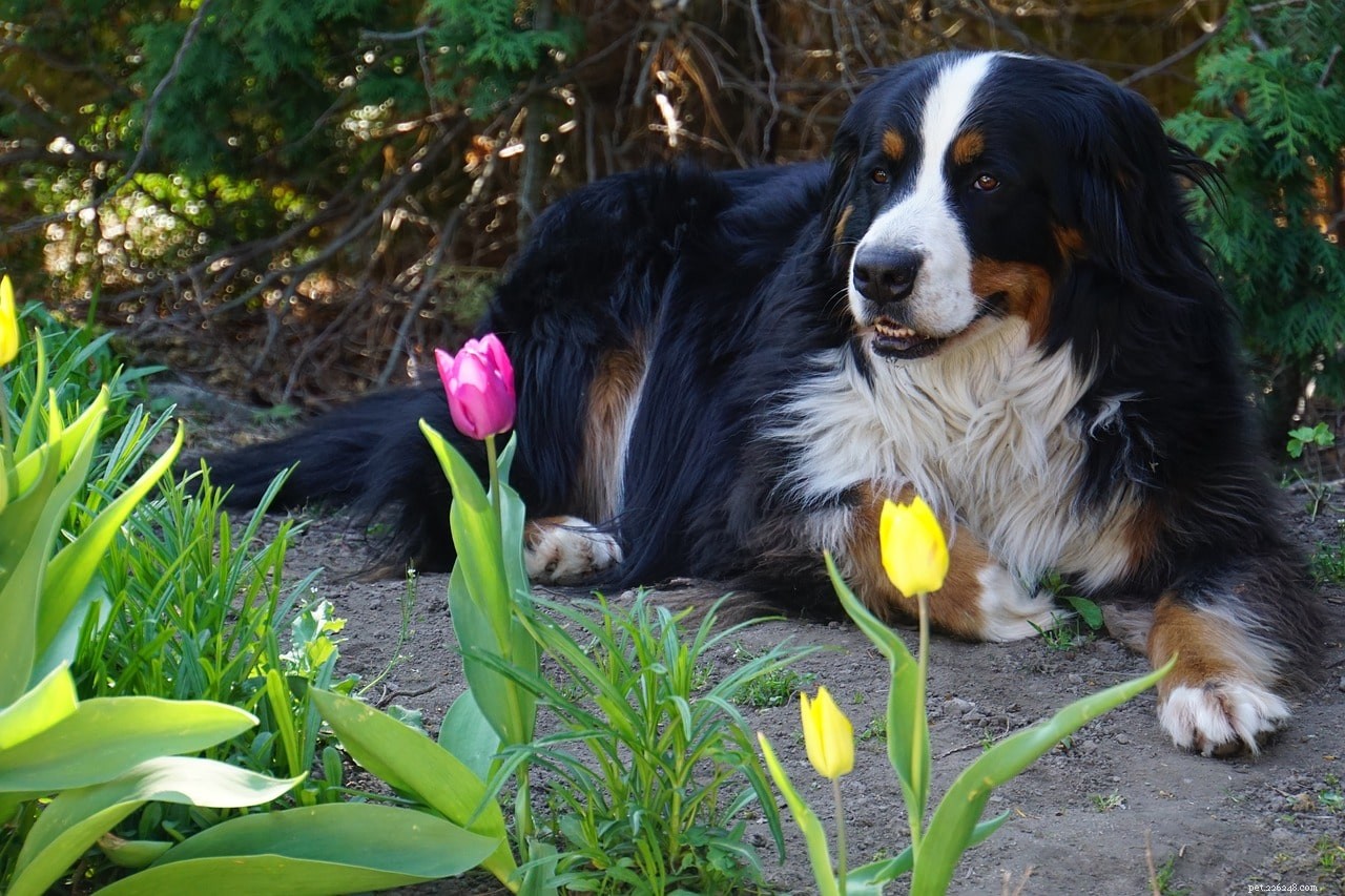 12 советов по созданию сада, подходящего для собак