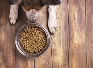 BHA e BHT:ingredientes de ração para cães a serem evitados